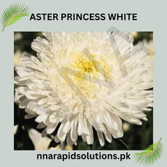 Aster Princess White Seeds in Pakistan Elegant Seasonal White Flowering Plants