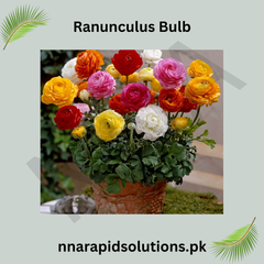 Ranunculus Bulbs Vibrant Layers of Color for Your Garden
