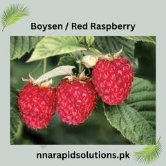 Boysen / Red Raspberry Plant Sweet & Juicy Berries