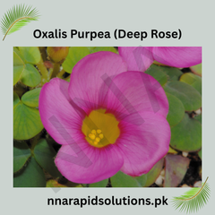 Oxalis Purpurea (Deep Rose) Bulb Elegant Deep Pink Blooms for Garden Lovers