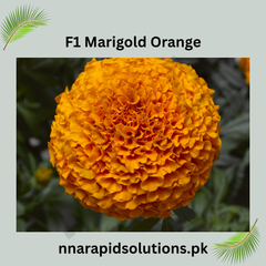 F1 Marigold Orange Plant Bright Hybrid Blooms for Every Garden