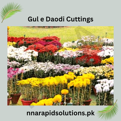 Gul-e-Daodi (10 Cuttings) Grow Your Own Winter Blooms