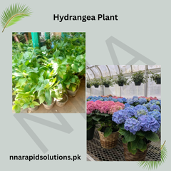 Hydrangea Plant Elegant Flowering Shrub with Colorful Blooms