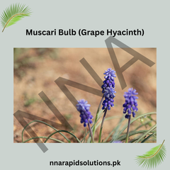 Muscari Bulb (Grape Hyacinth) Tiny Blooms with Big Beauty