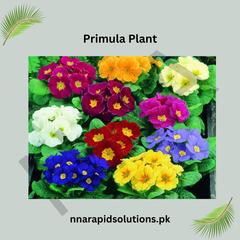 Primula Plant WinterSpring Blooming Beauty