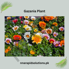 Gazania Plant Bright & Long-Lasting Blooms