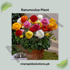 Ranunculus Plant Grown from Seeds (WinterSpring Bloomer)