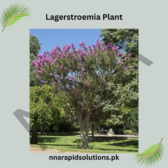 Lagerstroemia Plant (Crape Myrtle) Long-Blooming Ornamental Tree