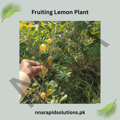 China Lemon Plant with Fruit Fresh, Healthy & Ready to Grow