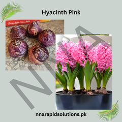 Hyacinth Pink Flower Bulb Fragrant Winter-Sown Blooms