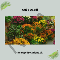 Gul-e-Daodi Plant (Mix Color) Winter Blooming Chrysanthemum Plant