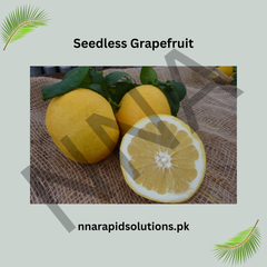 Seedless Grapefruit Plant Premium Citrus Variety for Home Gardens