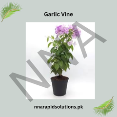 Garlic Vine Plant Beautiful Purple Blooms with a Natural Garlic Aroma