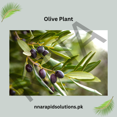 Olive Plant Premium Fruit-Bearing Variety for Home Gardens in Pakistan