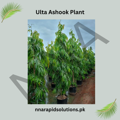 Ulta Ashok Plant Elegant, Fast-Growing Ornamental Tree for Home Gardens