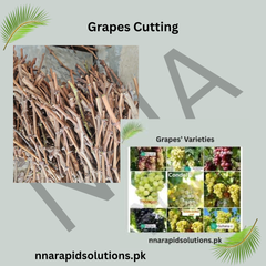 Grapes Cuttings for Sale High-Quality Fruit Vine Cuttings for Home & Farm