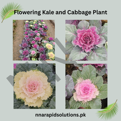 Flowering Kale & Flowering Cabbage Plants Colorful Winter Ornamentals