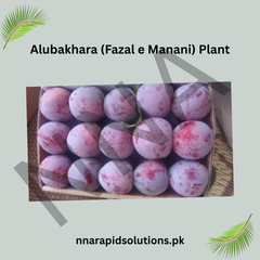 Grafted Aloo Bukhara Fazal-e-Manani Plant 2 Years Old, Premium Plum Variety