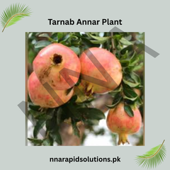 Tarnab Anar (Pomegranate) Plant Grafted, 2 Years Old, Premium Fruit Variety