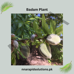 Badam (Almond) Plant Premium Nut-Producing Tree