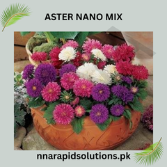 Aster Nano Mix Seeds in Pakistan Compact Multi-Colored Seasonal Flowers