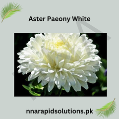Aster Paeony White Seeds in Pakistan Elegant Seasonal White Flowering Plants