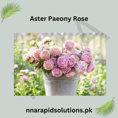 Aster Paeony Rose Seeds in Pakistan Large Seasonal Rose-Pink Blooms