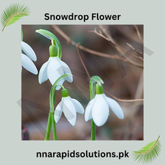 Snowdrop Flower Bulb The First Sign of Spring