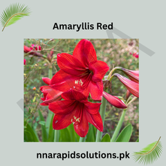 Amaryllis Flower-Red (1 Bulb)