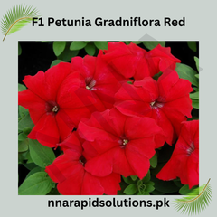 F1 Petunia Grandiflora Red Seeds in Pakistan Hybrid Large Blooms for Winter Gardens