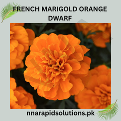 French Marigold Orange Dwarf Seeds in Pakistan Compact Seasonal Flower Seeds