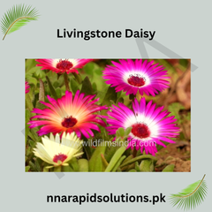 Livingstone Daisy Seeds in Pakistan Bright Seasonal Ground Cover Flowers