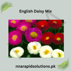 English Daisy Mix Seeds in Pakistan Charming Seasonal Flowering Plants