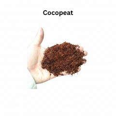 Imported Cocopeat (500 gm)