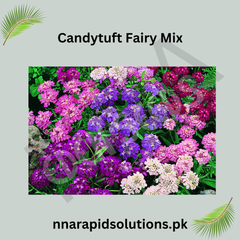 Candytuft Fairy Mix Seeds in Pakistan Fragrant Seasonal Flowering Plants
