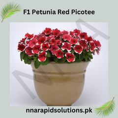 F1 Petunia Red Picotee Seeds in Pakistan Hybrid Flower Seeds for Pots, Beds & Borders