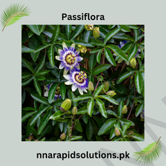 Passiflora Vine Plant (Purple) in Pakistan Exotic Passion Flower for Gardens