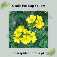 Oxalis Pes-Caprae Yellow Bulb Cheerful, Easy-to-Grow Flowering Bulbs