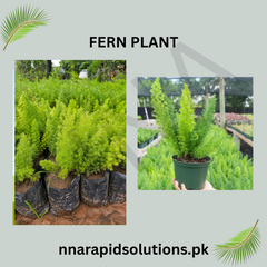 Fern Plant Elegant Green Foliage for Indoors & Outdoors