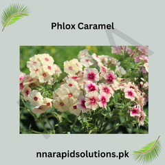 Phlox Caramel Seeds in Pakistan Unique Seasonal Flower Variety