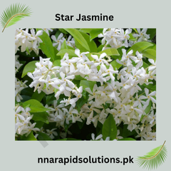 Star Jasmine Plant Fragrant Evergreen Climber for Home & Garden