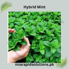 Hybrid Podina (Mint) Seeds Fast-Growing, Aromatic Herb for High-Yield Gardening
