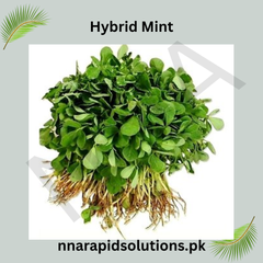 Hybrid Meethi Seeds Fast-Growing Fenugreek for High Yield