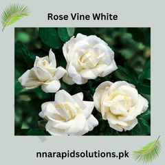 White Rose Vine Fragrant Climbing Rose Plant for Gardens