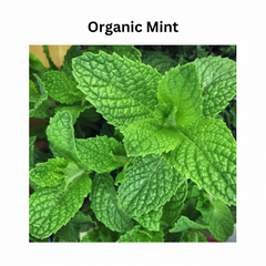 Organic Podina (Mint) Seeds Chemical-Free Herb for Home Gardening