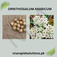 Ornithogalum Arabicum Arabian Starflower Bulb (Limited Stock)