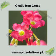 Oxalis Iron Cross Lucky Clover Bulbs for Garden & Pots