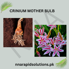 Crinum/Crinium Mother Bulb Large, Fragrant & Fast-Blooming Bulb