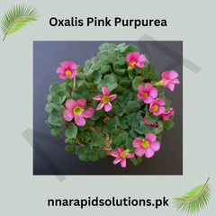 Oxalis Pink Purpurea Elegant Pink Clover Blooms