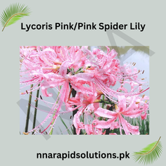 Pink Spider Lily (Lycoris Pink) Elegant Bloom for Your Garden